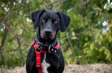 Projekt PSIE ŽELANIA pomáha psíkom z útulku