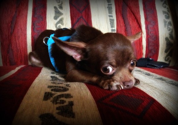 Vianoce psími očami: chutné, zdravé a voňavé