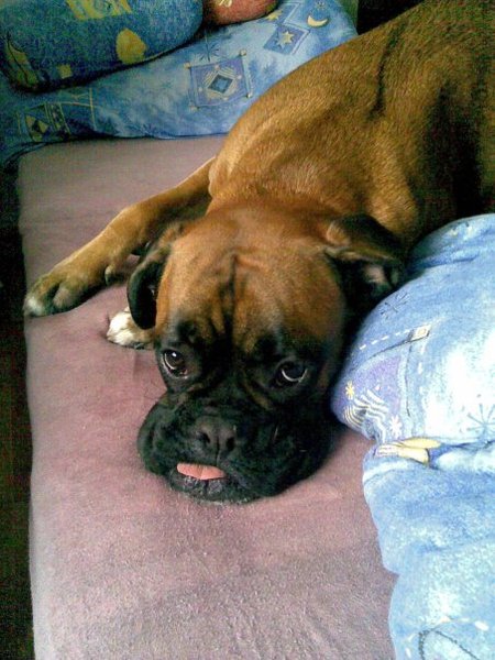 Strach z ohňostrojov a petárd