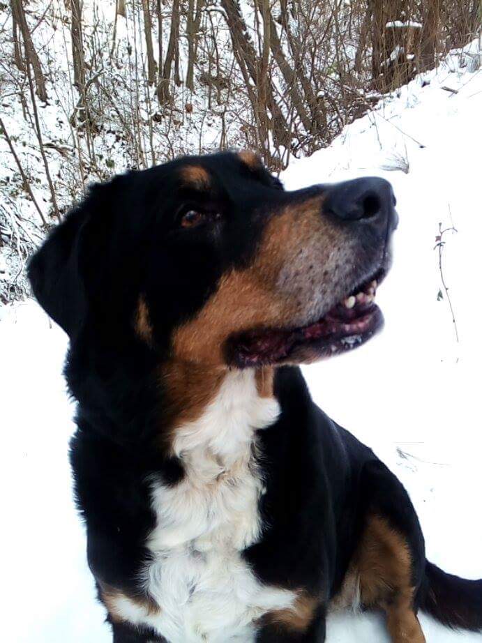 Venčenie psíkov v zime má svoje pravidlá