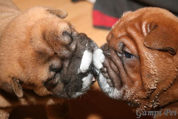 Prvé príkrmy u Barf