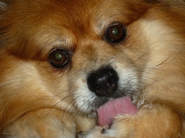 Okusovanie či olizovanie labiek