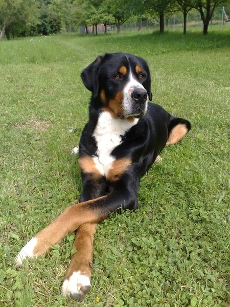 Pozvánka: Medzinárodná výstava psov DUO CACIB 2016