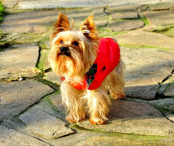 5 potravín, ktoré môžu vášmu psovi vážne ublížiť