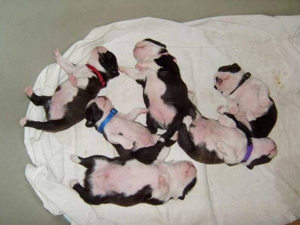 Ako spoznať dobrého chovateľa?