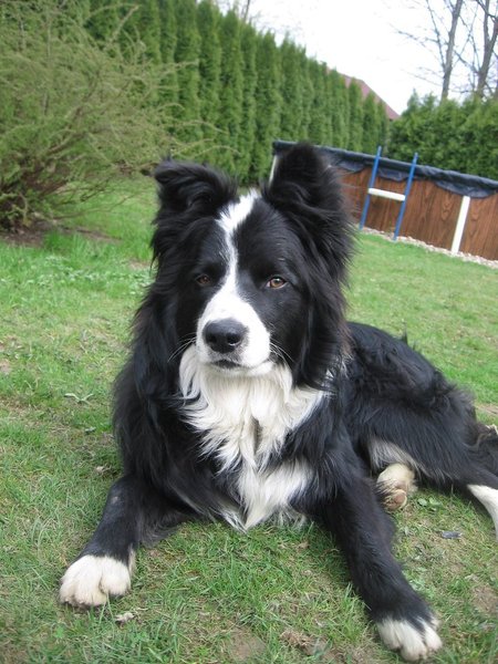 Psie detektív prekonal hranicu 2000 zachránených zvierat