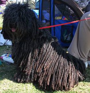 Pozvánka na Medzinárodný výstavu psov všetkých plemien 30. 4. - 1. 5. 2016