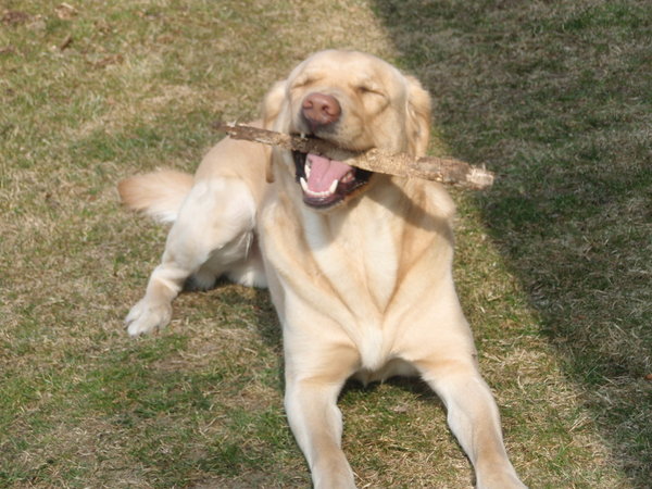 Čo je to eliminačná diéta?