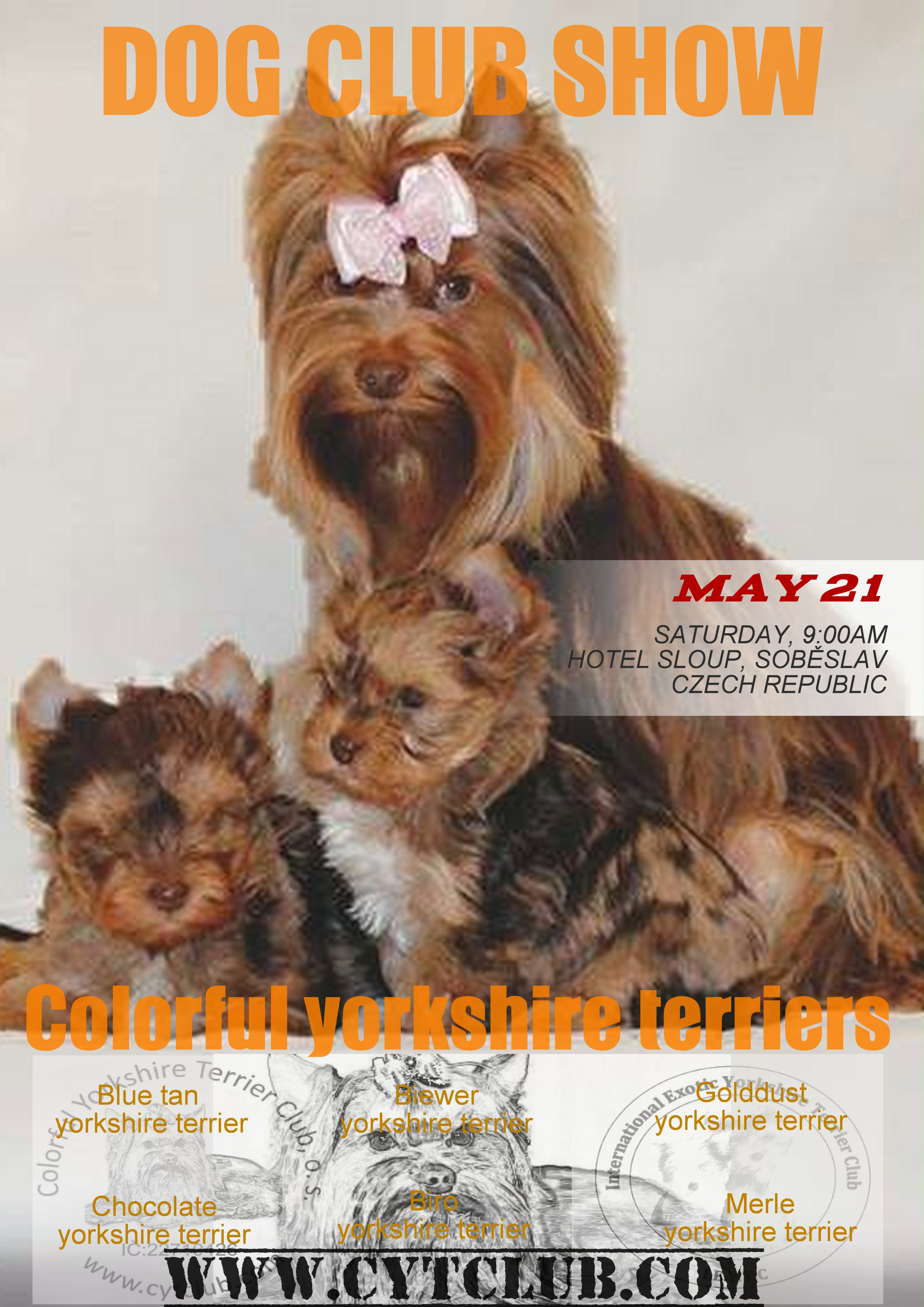 Pozvánka: Výstava farebných yorkšírských teriérov