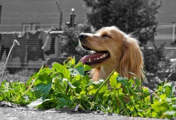 Kombinovať antiparazitiká?