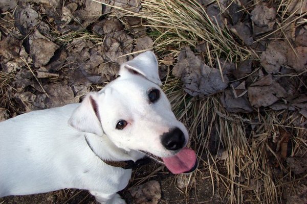 Ako najlepšie skladovať granule?