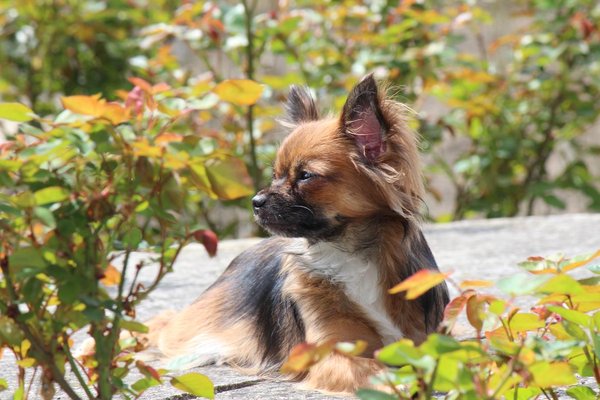 popôrodná eklampsia