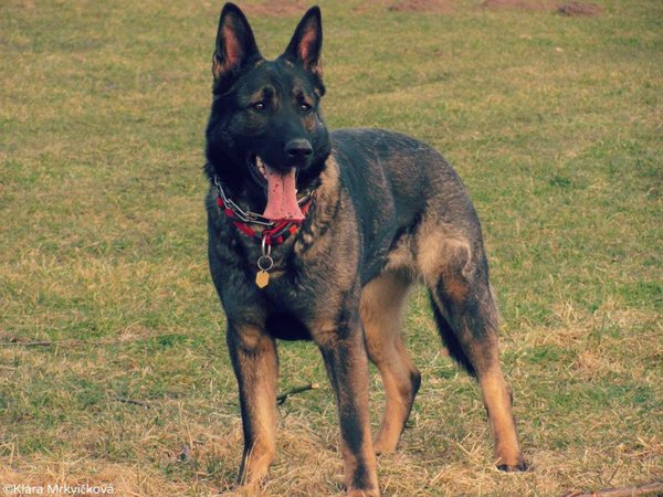 Antikoncepcia pre psov