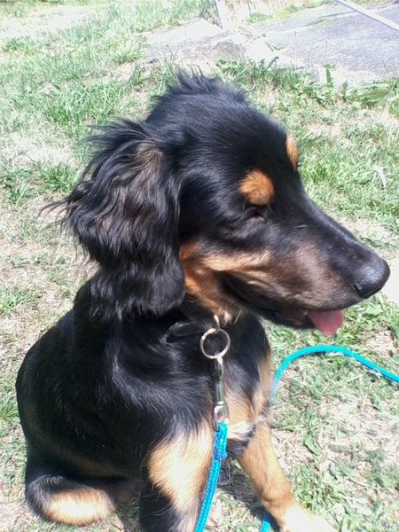 Ako na zmenu granúl u psa?