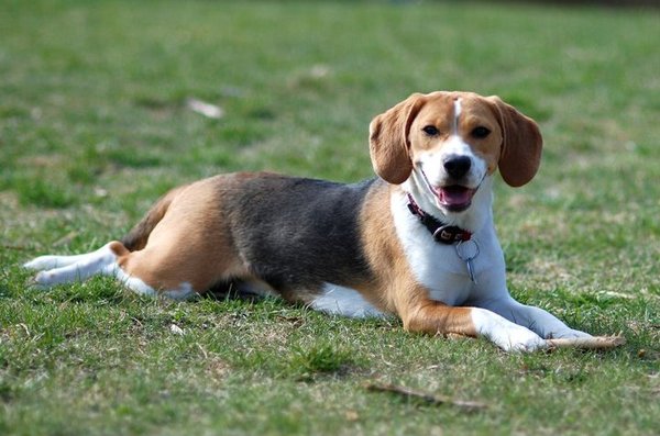 Výživové doplnky pre psov