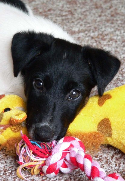 V apríli môžete zájsť na kávu a zároveň podporiť zvieratá v útulkoch