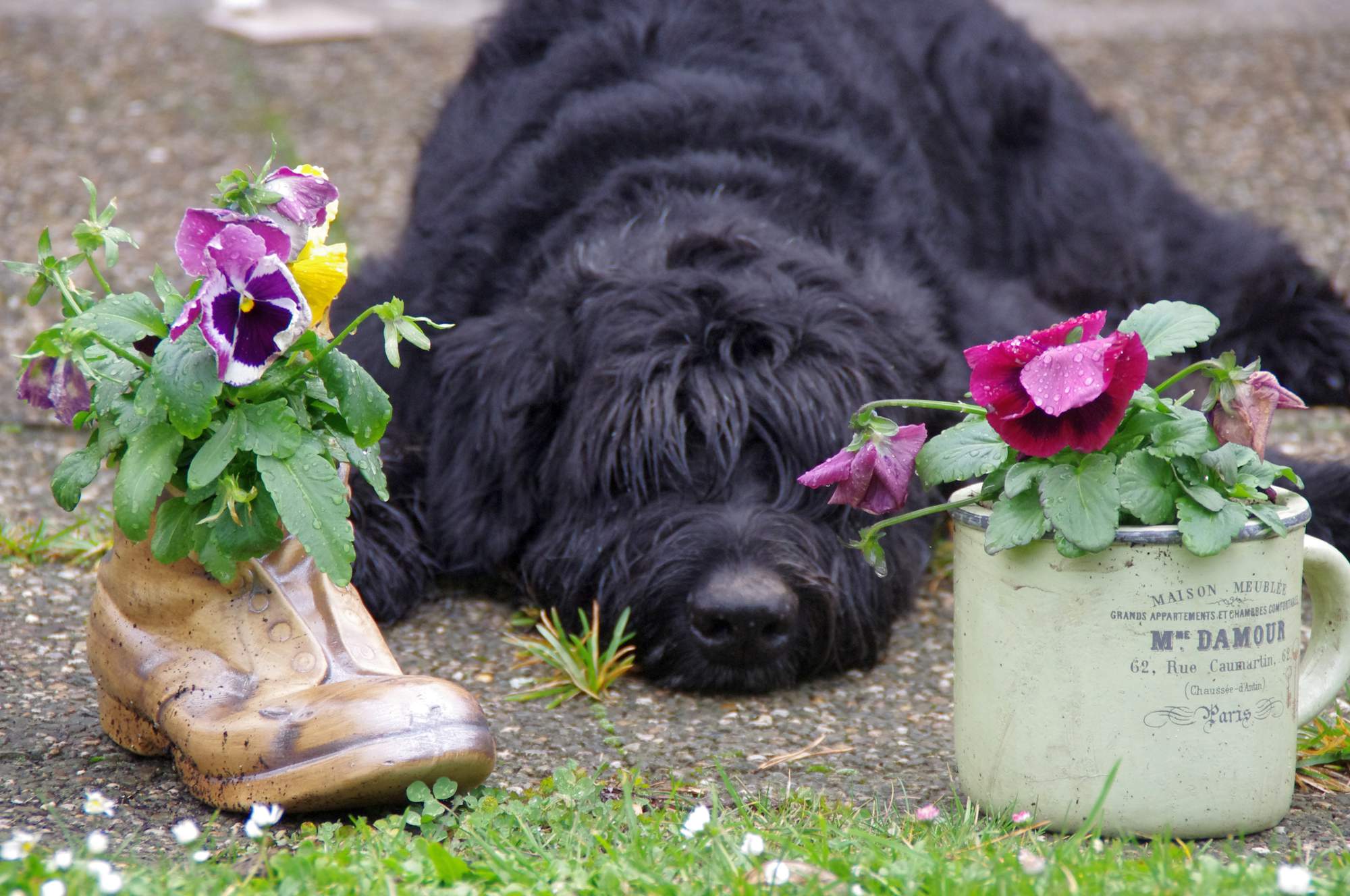 Granule vs. konzervy