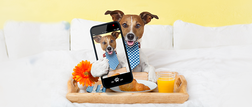 Vyhrajte krmivo pre vášho psíka!