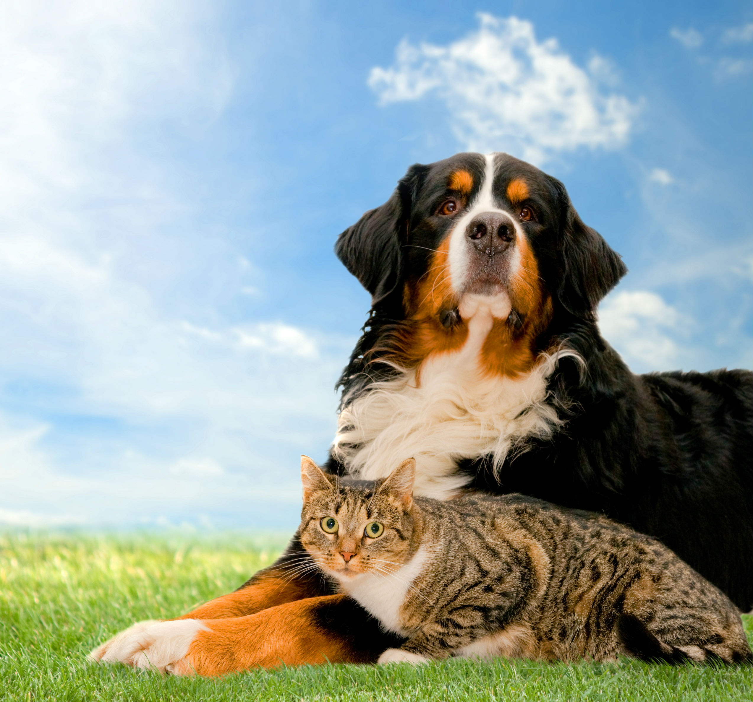 Poistenie domácich maznáčikov