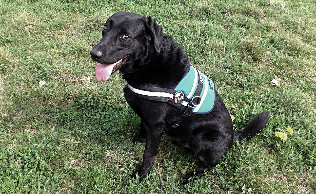 Pozvánka: Dobročinný Pestrobazar na podporu výcviku vodiacich psov