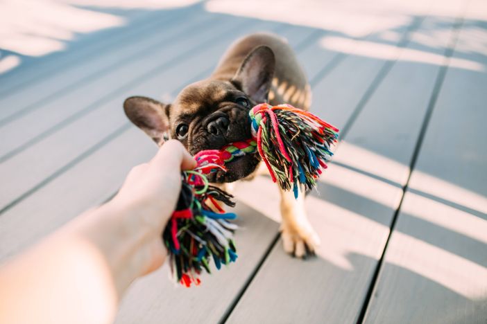 Iniciatíva proti množírnám psov