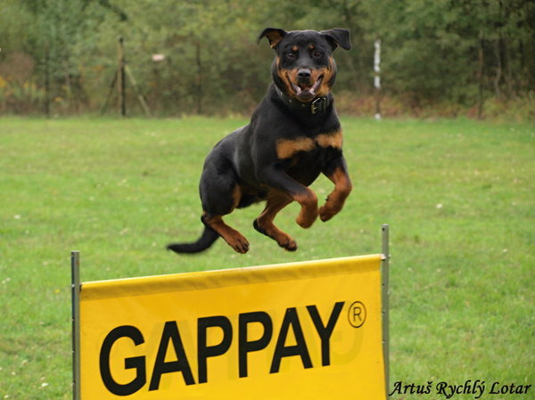 Pozvánka na prednášku: Ako budovať vzťah so psom pomocou hier a psích športov?