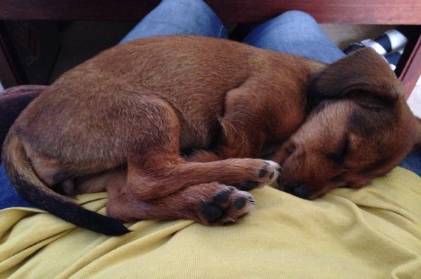 Výber psieho parťáka