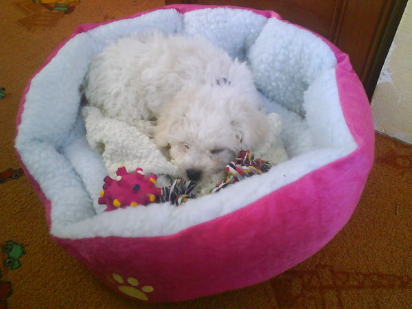 Zápal mliečnej žľazy