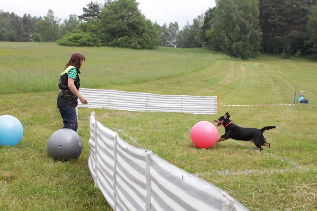 Reportér: Šampionát treibballu - Seriál 2016