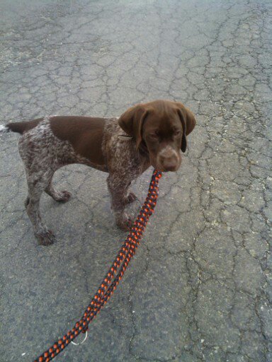 Pozvánka: Brnenské psie dni