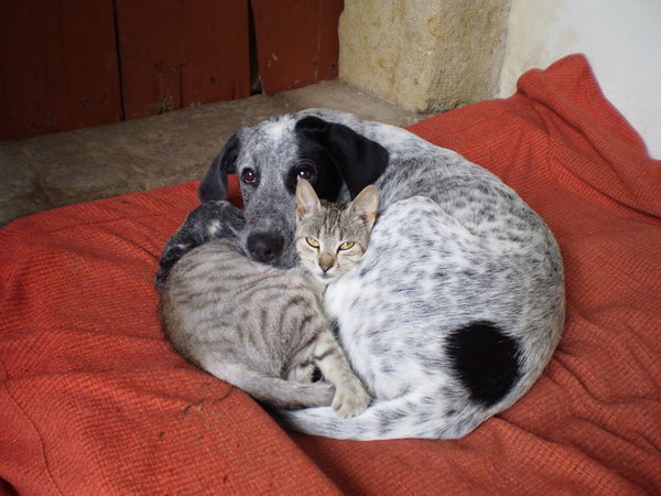 Kŕmenie mačiek vs. psov