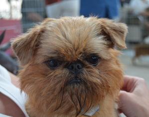 Bylinky sú vhodné aj pre psy