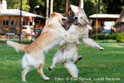 Pozvánka: Výstava fotografií so zlatými retrievermi