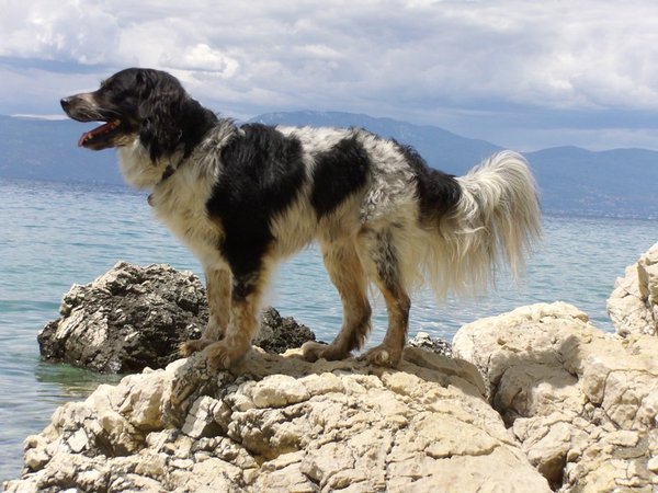 5 tipov, ako si užiť pohodové leto so psom