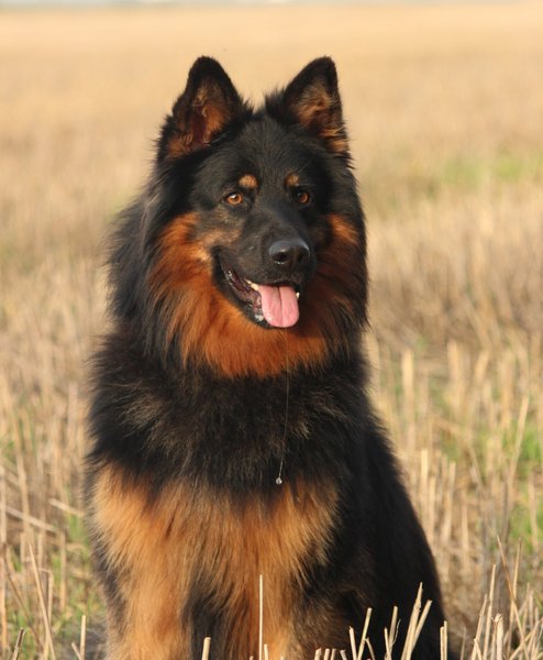 Ako u psa vyvolať zvracanie?