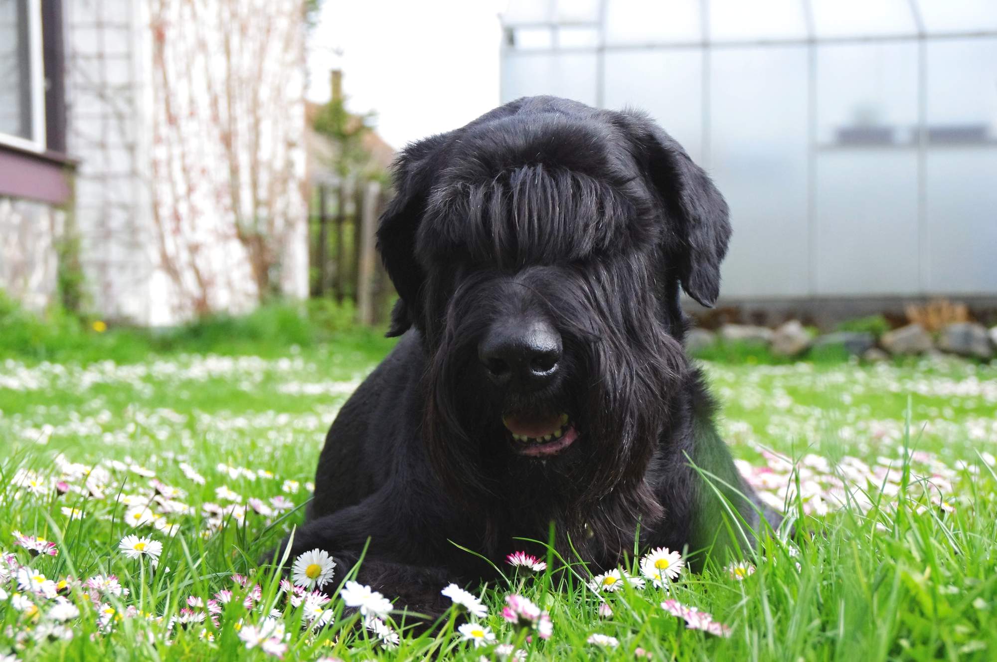 Prírodné prostriedky odpudzujúce kliešte