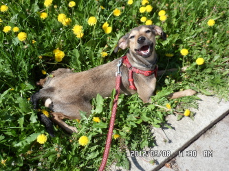 Čo znamená, keď pes mhouří oči?