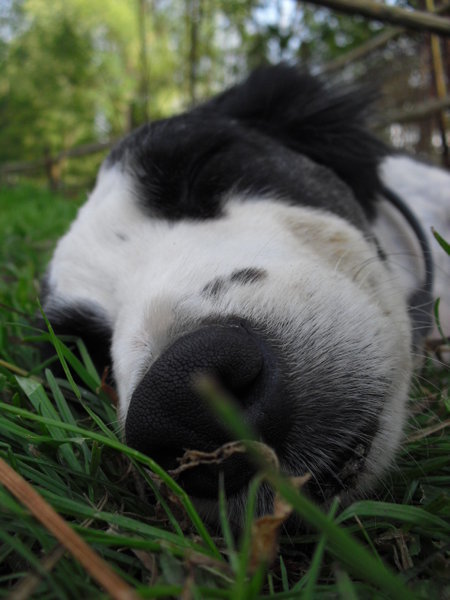 ZOO Tábor oslávi Medzinárodný deň psov súťaží o najkrajšieho voříška