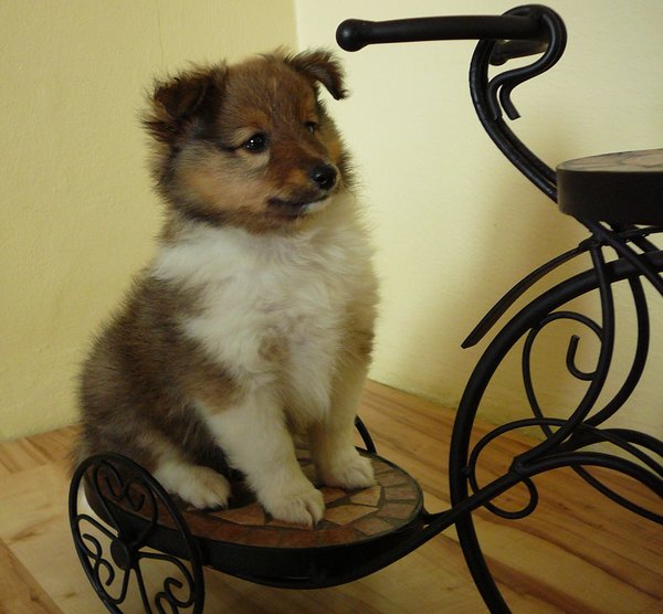 Nepovinné očkovanie psov