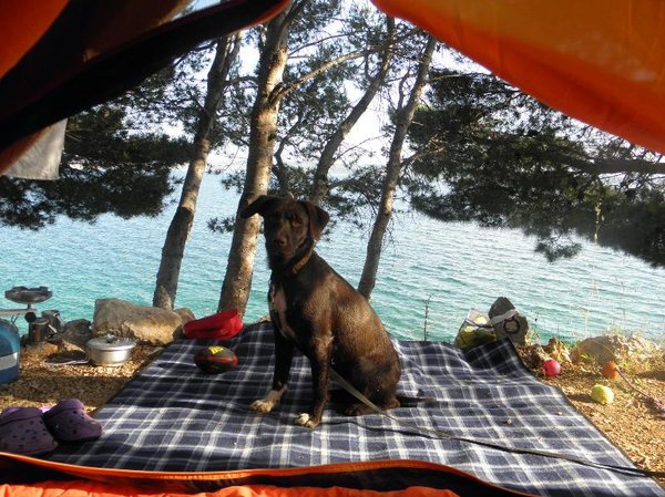 7 tipov pre prázdninové cestovanie s domácim miláčikom