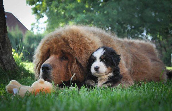 Seriál správne kŕmenie: 1. Ako čítať zloženie uvedené na vreciach granúl?