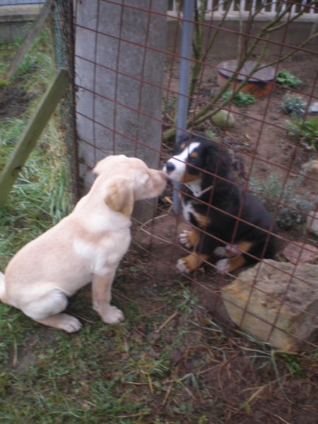 SVS začína zverejňovať na svojich stránkach výsledky kontrol v útulkoch
