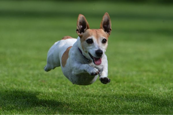 Seriál správne kŕmenie: 3. Obilniny v krmivách pre psov