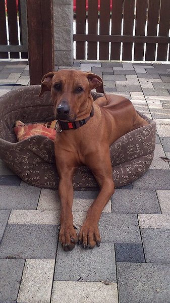 Zježená srsť na chrbte