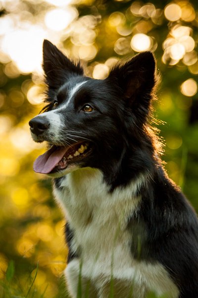 Seriál správne kŕmenie: 4. Funkčné zložky krmív