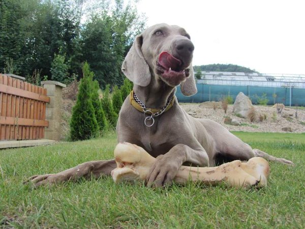 Seriál správne kŕmenie: 5. Granule, konzervy, alebo domáca strava?