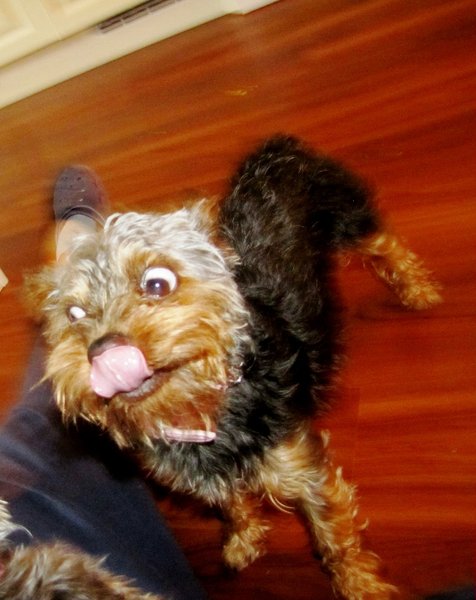 Je med vhodný pre zvieratá?