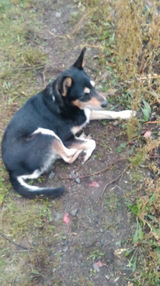 Ako pochovávame domácich miláčikov?