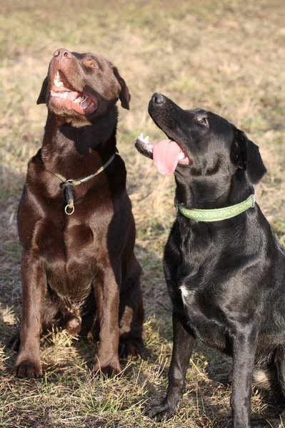 Reakcia SVS na zavádzajúce informácie ohľadom údajného výskytu Aujeszkého choroby v Královohradeckom kraji