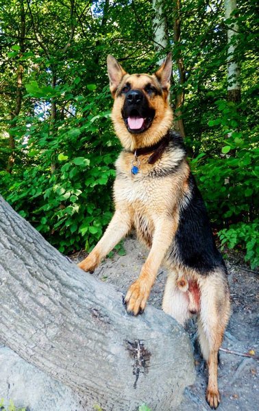 Seriál správne kŕmenie: 7. Koľkokrát denne kŕmiť, aké dávky, ako často meniť krmivo?